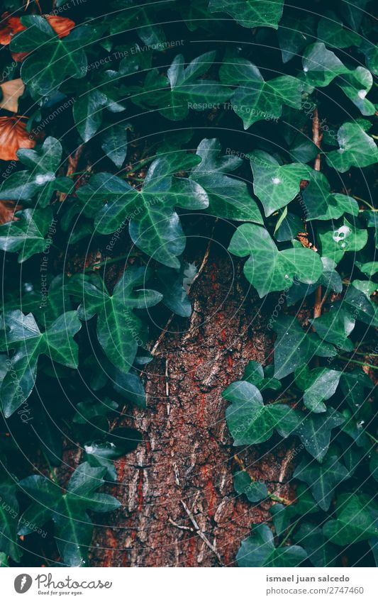 grüne Pflanzenblätter Blatt Garten geblümt Natur Dekoration & Verzierung abstrakt Konsistenz frisch Außenaufnahme Hintergrund Beautyfotografie Zerbrechlichkeit