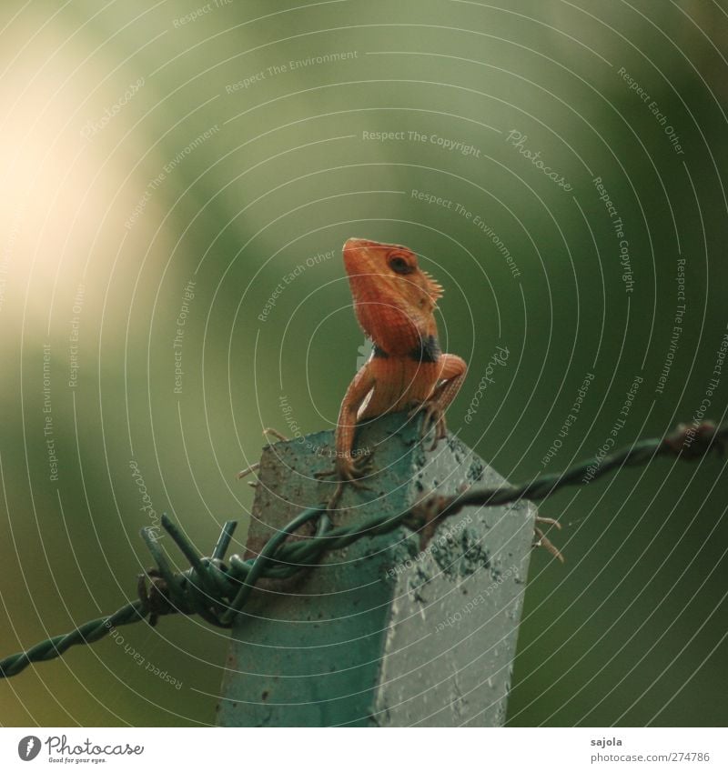 sonnenbrand? Umwelt Natur Tier Wildtier Reptil Echsen 1 beobachten festhalten Blick sitzen warten rot Stacheldraht färben Farbfoto Außenaufnahme Menschenleer