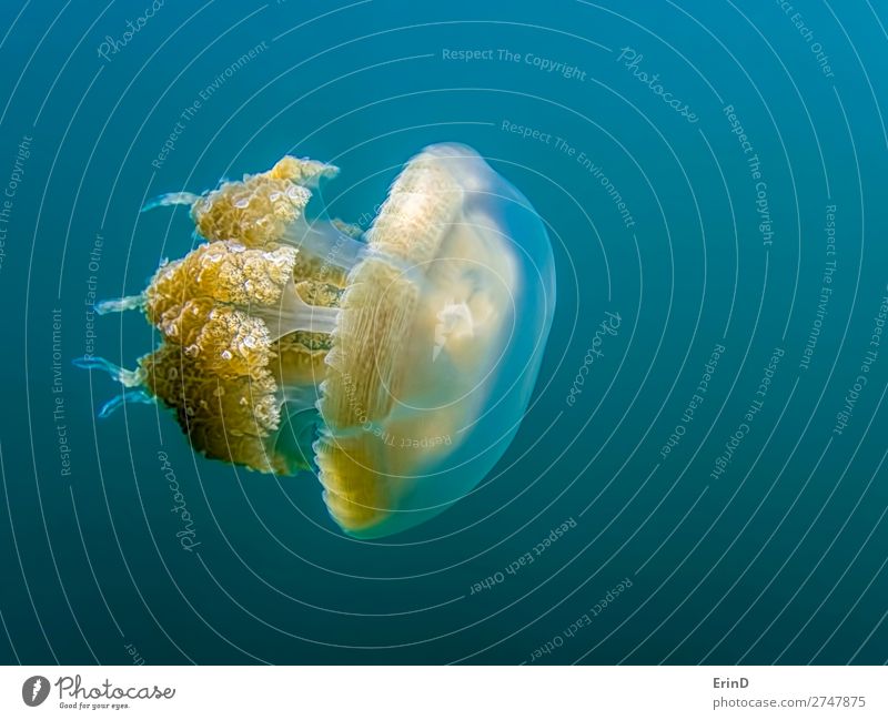 Nahaufnahme des Seitenwinkels mit goldenen Quallen auf blauem Hintergrund. Design Freude schön Ferien & Urlaub & Reisen Tourismus Abenteuer Umwelt Landschaft