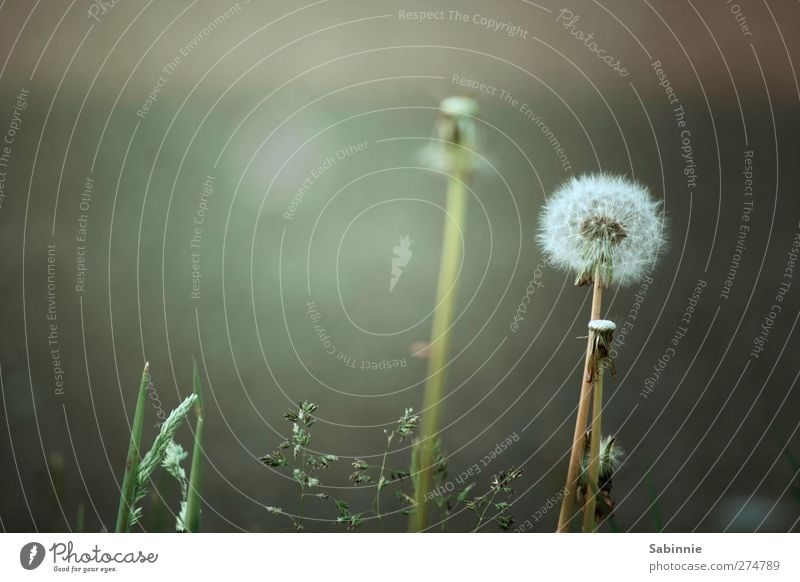 Letzte Blüte Pflanze Tier Frühling Sommer Blume Gras Grünpflanze Löwenzahn Farn Garten Wiese grau grün weiß Wachstum Blühend verblüht bestäuben Farbfoto