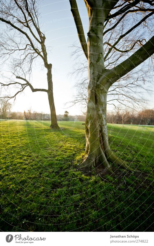 Parkgenuss Umwelt Natur Sonne Sonnenlicht Schönes Wetter Wiese ästhetisch Gefühle Optimismus grün Sonnenstrahlen Abendsonne ruhig Erholung Außenaufnahme