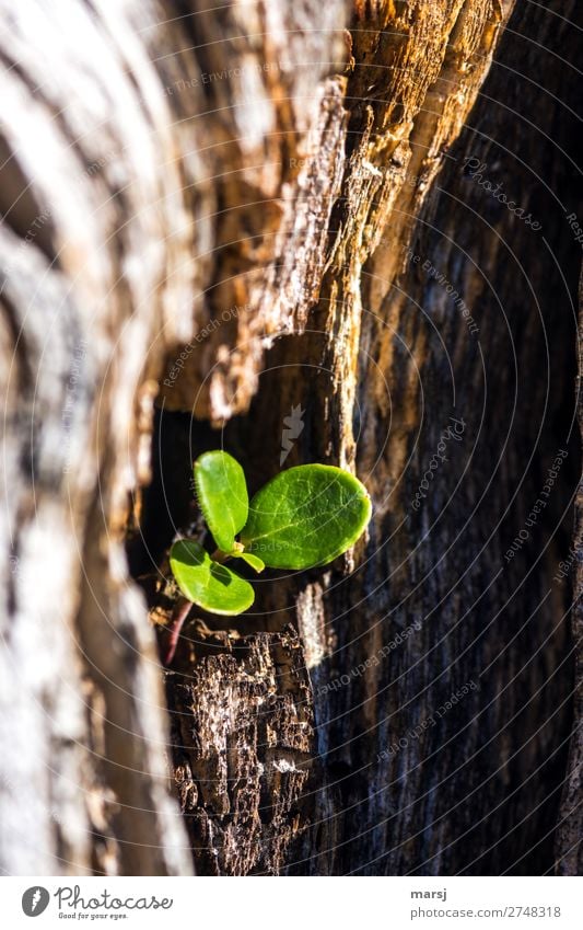 Neues aus Altem Leben Natur Frühling Sommer Pflanze Blatt Wildpflanze Preiselbeerblätter Preiselbeerpflanze Jungpflanze Holz Geborgenheit Wachstum klein