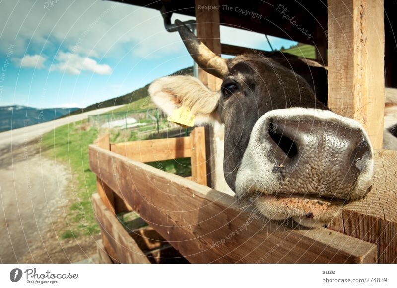 Choco Moo Bioprodukte Natur Tier Himmel Hütte Wege & Pfade Nutztier Kuh Tiergesicht 1 natürlich niedlich Tierliebe Landleben Biologische Landwirtschaft