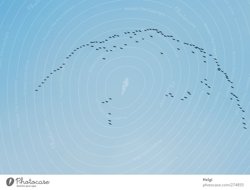 Formationsflug... Tier Wolkenloser Himmel Frühling Schönes Wetter Wildtier Vogel Kranich Schwarm Bewegung fliegen ästhetisch authentisch einfach Zusammensein