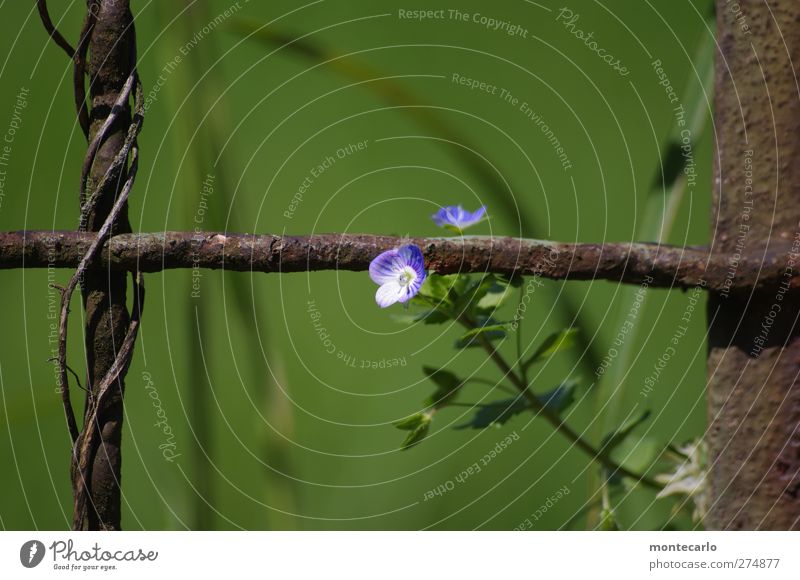 Sonntagsblümchen Umwelt Natur Pflanze Sommer Schönes Wetter Blume Blatt Blüte Grünpflanze Wildpflanze Park Stahl Rost alt Duft dünn authentisch frisch klein