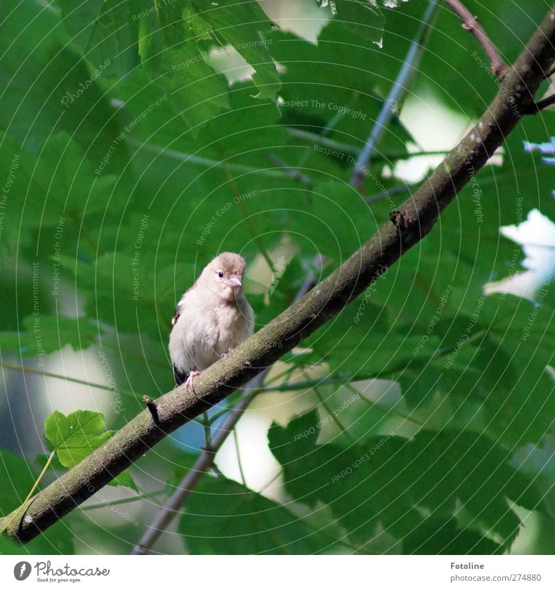 Piep, piep! Umwelt Natur Pflanze Tier Sommer Baum Blatt Wildpflanze Wald Wildtier Vogel Tiergesicht Flügel frech hell natürlich grün Spatz Farbfoto mehrfarbig