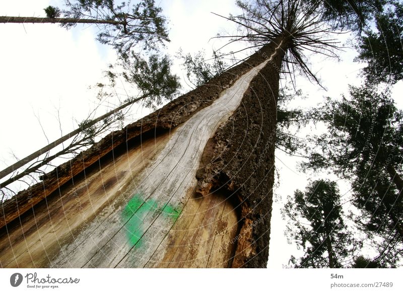 Den Baum hoch... dunkel Baumrinde Weitwinkel Himmel Kontrast hell