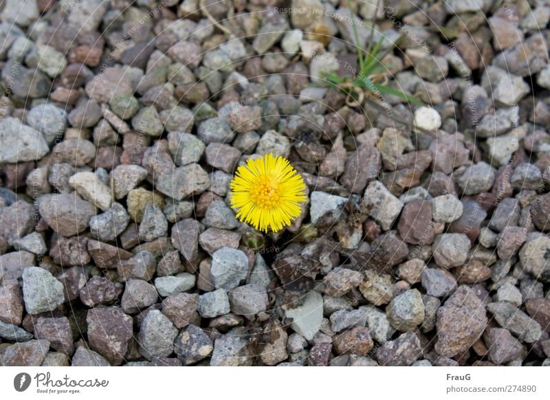 Einzelkämpfer Frühling Pflanze Blume Gras Huflattich Stein leuchten Wachstum frisch gelb grau grün Frühlingsgefühle Willensstärke Ausdauer Kies karg