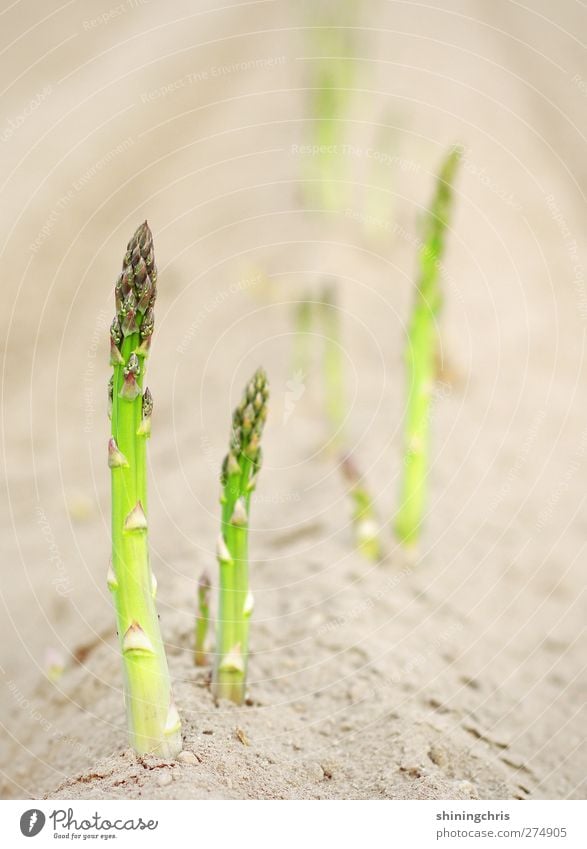 nach der spargelzeit Lebensmittel Gemüse Spargelfeld Spargelzeit Gartenarbeit Natur Erde Pflanze Feld genießen 2 Landwirtschaft Aussaat grün Sommer Farbfoto