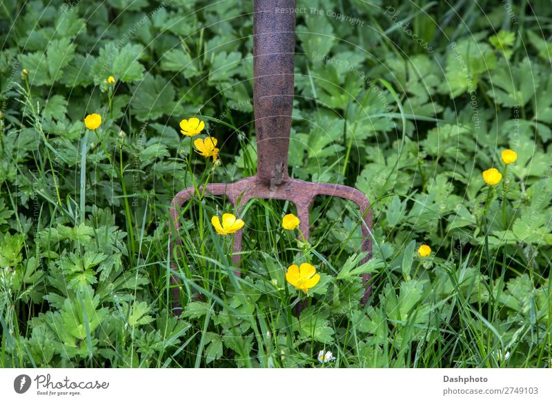 Rostende Gartengabel mit Unkraut und Wildblumen Gabel Freizeit & Hobby Gartenarbeit Werkzeug Umwelt Natur Erde Frühling Sommer Blume Gras Wiese alt gelb grün