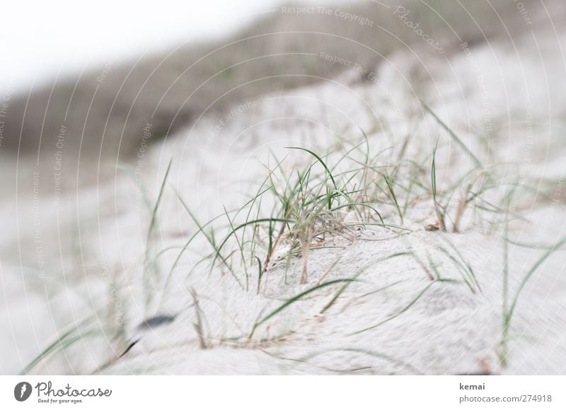 Hiddensee | Gras im Sand Ferien & Urlaub & Reisen Sommerurlaub Umwelt Natur Landschaft Pflanze Grünpflanze Wildpflanze Strand Ostsee hell grau grün ruhig