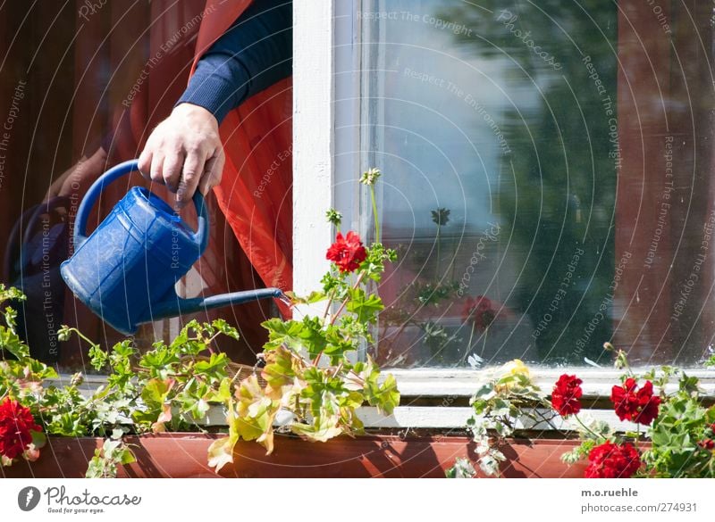 das, was wasser will Mensch Senior Leben Arme Hand 1 Umwelt Natur Frühling Schönes Wetter Blume Gießkanne blau Wachstum gießen Blumenkasten Fenster