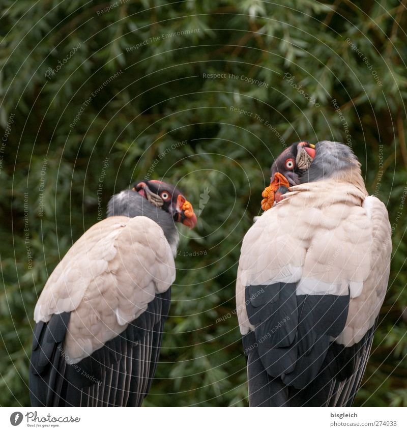 Königsgeier Zoo Tier Vogel Tiergesicht Flügel Geier 2 Blick sitzen mehrfarbig grau grün Farbfoto Außenaufnahme Menschenleer Textfreiraum oben Tag