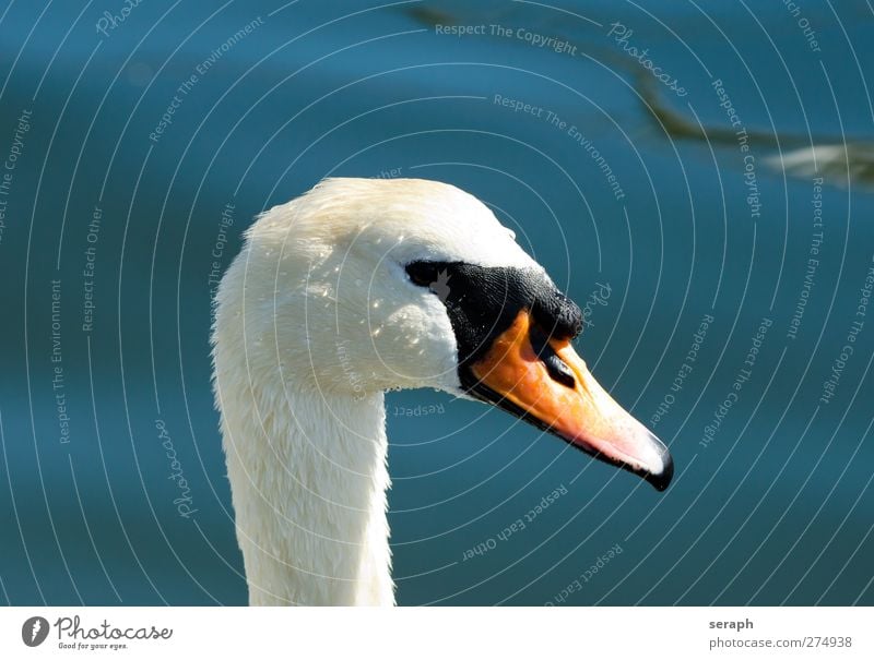 Schwan Ente Vogel Wasser Meer Im Wasser treiben Wellen Ornithologie beobachten Reinheit Treue loyal tropfend Wassertropfen Tropfen Stolz water bird wildlife