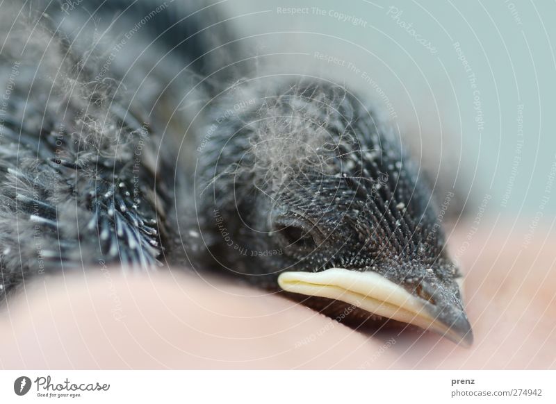 Küken Umwelt Natur Tier Wildtier Vogel 1 Tierjunges blau grau klein Kopf Schnabel Schwalben Rauchschwalbe Farbfoto Außenaufnahme Menschenleer Textfreiraum unten