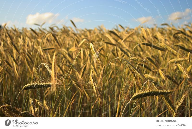 Ein Bett im Kornfeld... Natur Landschaft Erde Himmel Wolken Sonne Sonnenlicht Sommer Schönes Wetter Wärme Pflanze Sträucher Nutzpflanze Feld dünn frei