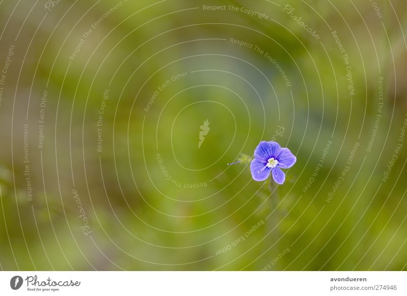 Gamander-Ehrenpreis ( Veronica chamaedrys ) Natur Pflanze Frühling Blume Blüte Wildpflanze Wiese Wald Blühend Wachstum blau violett Jahr Jahreszeiten blühen