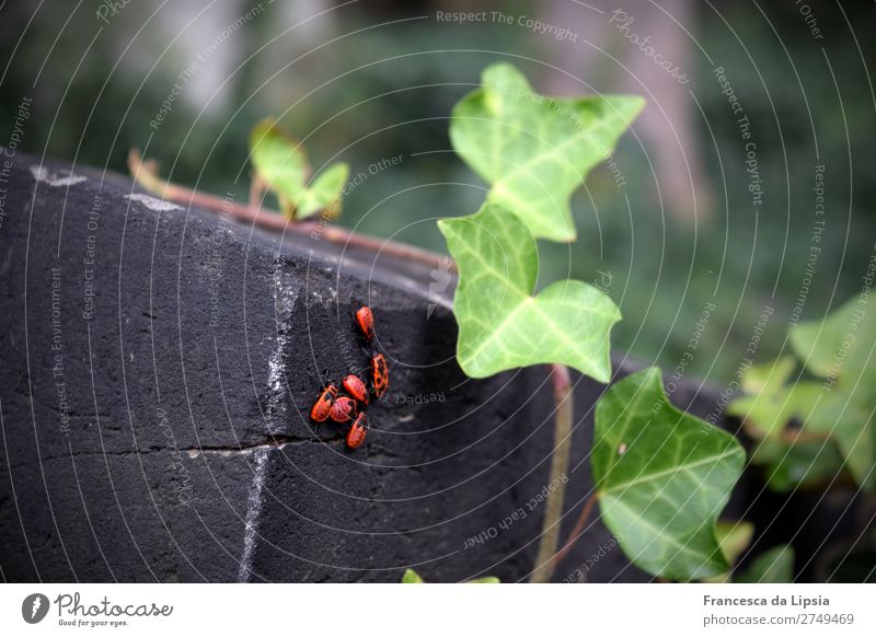 Eine kleine Gruppe Feuerwanzen Pflanze Blatt Grünpflanze Efeu Park Menschenleer Ruine Friedhof Mauer Wand Garten Käfer Tiergruppe alt grau grün rot ruhig Ende