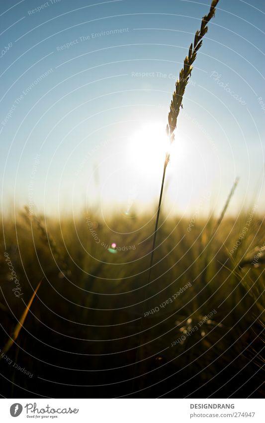 last corn standing Umwelt Natur Landschaft Erde Himmel Sonnenaufgang Sonnenuntergang Sommer Schönes Wetter Feld Gefühle Freude Glück Fröhlichkeit Zufriedenheit