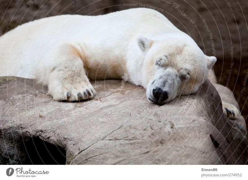 In a deep sleep Erholung ruhig Ferien & Urlaub & Reisen Natur Felsen Tier Wildtier Tiergesicht Krallen Pfote Zoo 1 Stein schlafen träumen Coolness dick groß