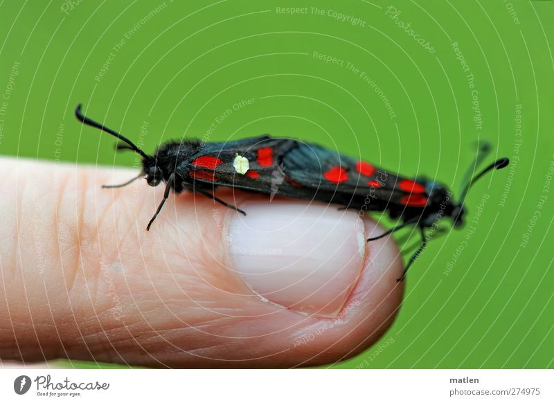 Fingerspiel 1 Mensch Tier Schmetterling 2 Kommunizieren blau grün rot Kopulation Nagel Widderchen mehrfarbig Außenaufnahme Makroaufnahme Menschenleer