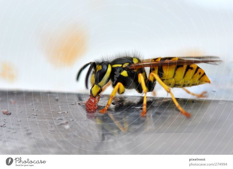 Wasp eating jelly Ernährung Tier Wildtier Biene Wespen 1 gelb schwarz animal black insect jaws knife legs red wasp wildlife wings Farbfoto Außenaufnahme