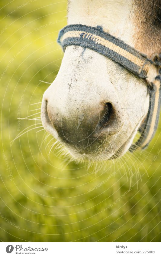 Eselfreund Wiese Pferd Nüstern 1 Tier ästhetisch authentisch schön natürlich weich grau grün Zufriedenheit Gelassenheit Halfter Vor hellem Hintergrund alt