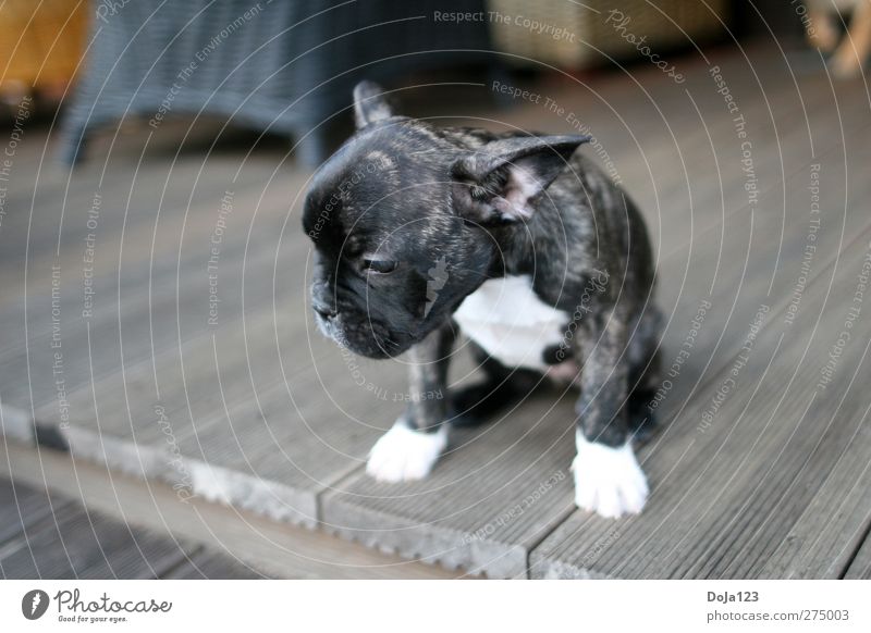 Trau ich mich oder nicht Freizeit & Hobby Haustier Hund 1 Tier Tierjunges niedlich Tapferkeit Willensstärke Mut Tierliebe Höhenangst Nervosität Schüchternheit