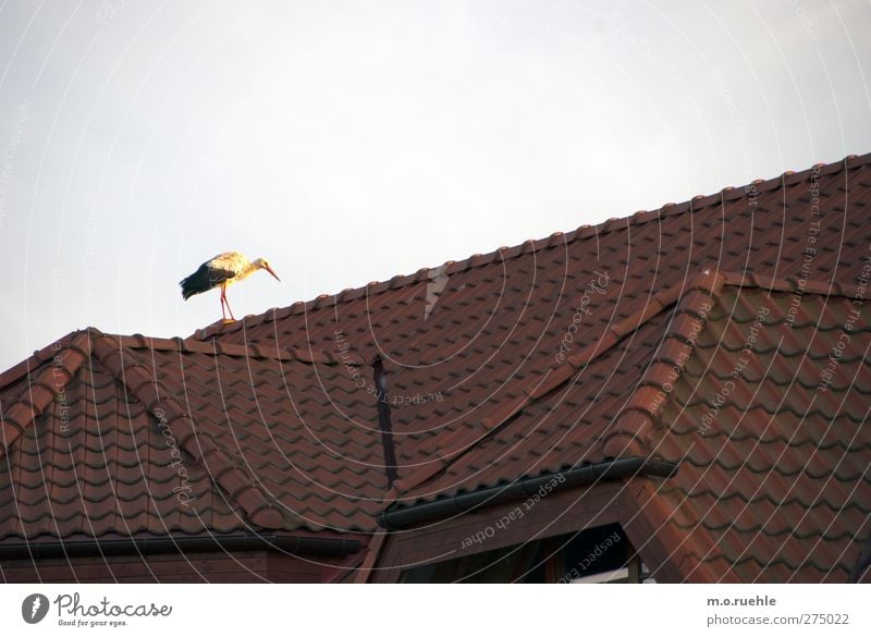 bringing babys Umwelt Natur Klima Schönes Wetter Dorf Menschenleer Dach Tier Wildtier Vogel Storch 1 Glück Symbole & Metaphern Dachziegel Storchschnabel