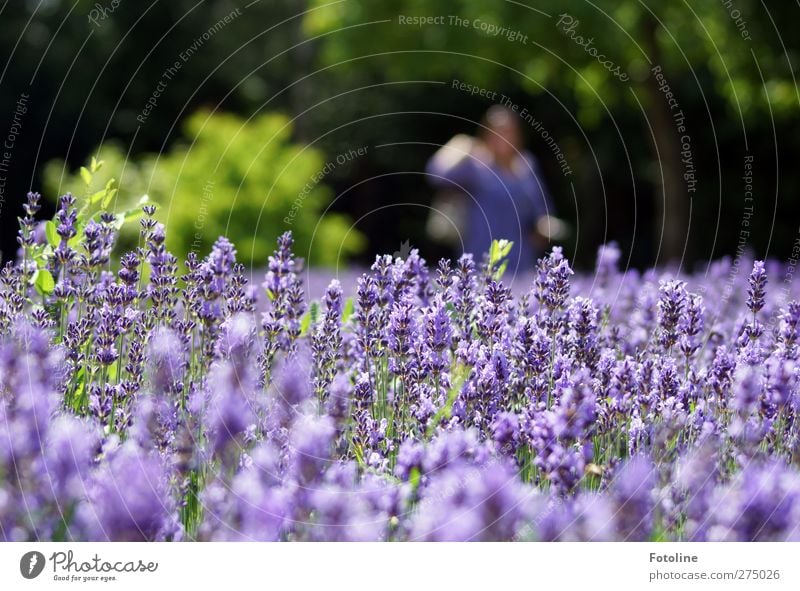 Die Farbe Lila Umwelt Natur Pflanze Sommer Blume Blüte Garten Park Duft hell natürlich violett Lavendel Lawendelfeld Farbfoto mehrfarbig Außenaufnahme