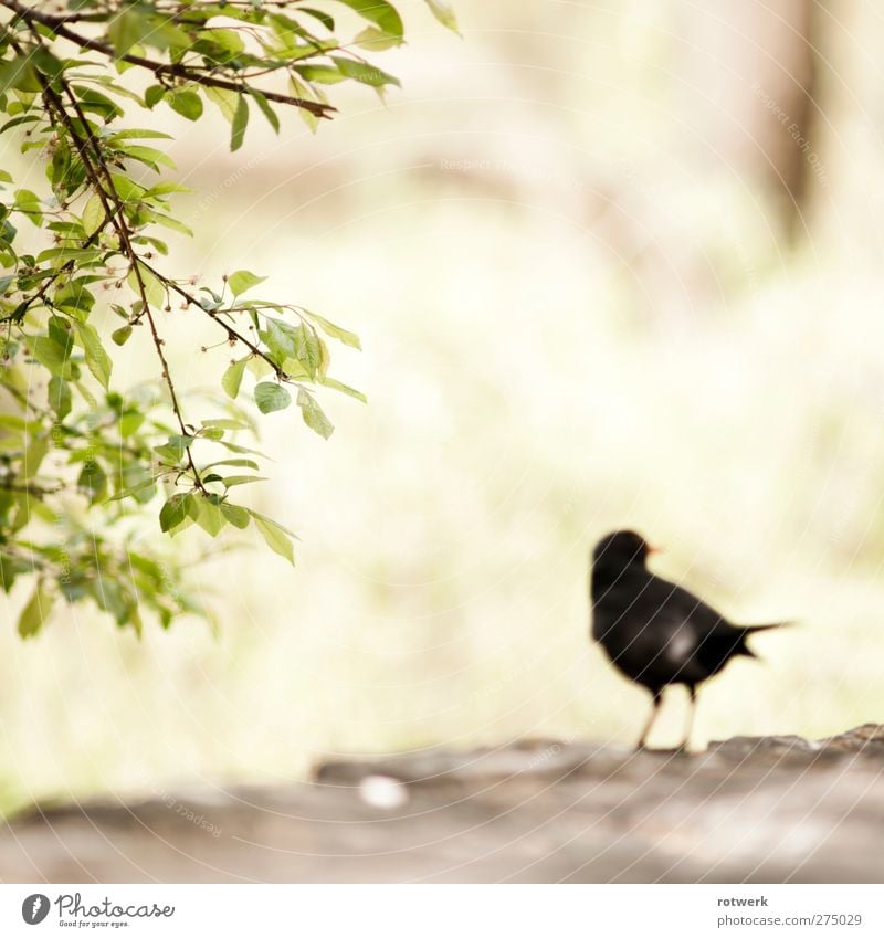 hopp Tier Luft Schönes Wetter Pflanze Sträucher Blatt Wildpflanze Mauer Wand Vogel 1 Brunft fliegen gelb grün schwarz Traurigkeit Sorge Trauer Tod Duft