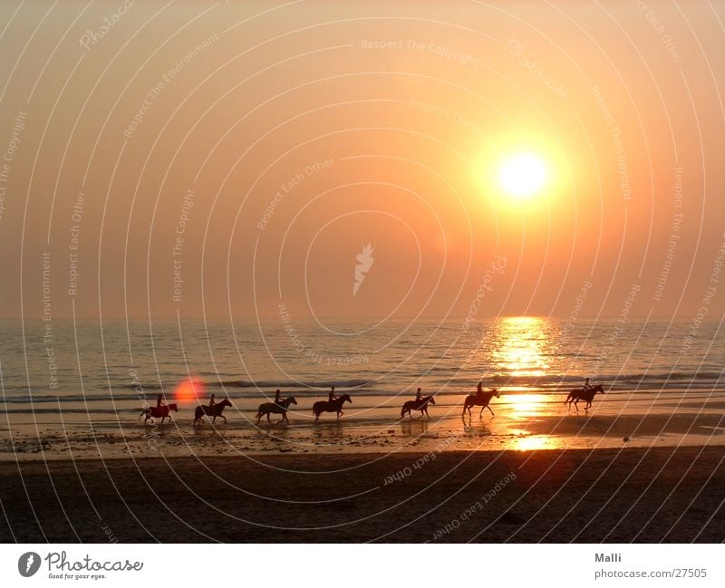 the kings horses Atlantik Sonnenuntergang Pferd Strand Meer Reiter