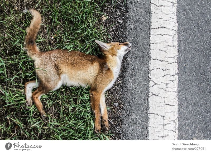 Sein letzter Morgen Verkehrswege Verkehrsunfall Straße Wildtier Totes Tier Fell Pfote 1 braun gelb grau Tod Rotfuchs Unfall Schwanz Linie Seitenstreifen