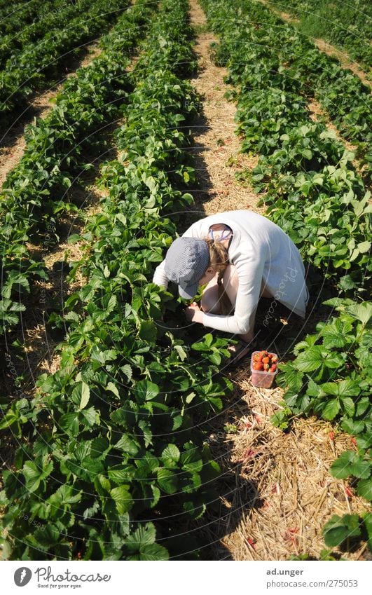 Beerensuche Frucht Dessert Marmelade Bioprodukte Natur Sommer Pflanze Nutzpflanze Feld Arbeit & Erwerbstätigkeit Blühend genießen Erdbeeren pflücken suchen