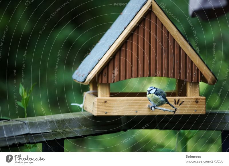 ich muss aufhören die Vögel zu füttern Umwelt Natur Landschaft Pflanze Tier Frühling Sommer Schönes Wetter Garten Vogel Meisen 1 klein Futterhäuschen Farbfoto