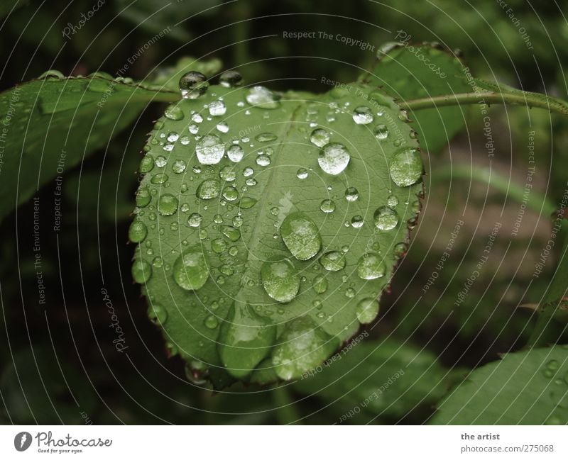 nach dem Regen Natur Pflanze Wassertropfen Blatt Garten frisch nass grün Gedeckte Farben Außenaufnahme Tag Kontrast