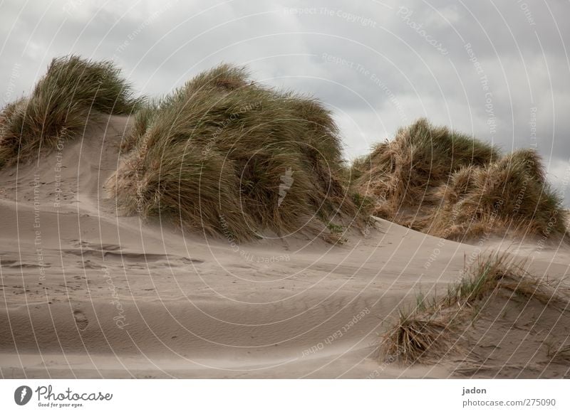 wind in den dünen. Sommer Sommerurlaub Meer Insel Landschaft Wolken Gras Sträucher Nordsee Stranddüne Dünengras Sand Einsamkeit Wandel & Veränderung Wind