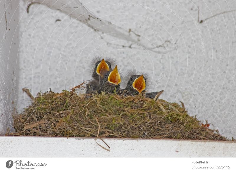 Hunger, grosse Klappe, Vögel, Rotschwänzchen, Jungvögel Wildtier Vogel Flügel 4 Tier Tiergruppe Tierjunges bauen fangen füttern Jagd sitzen toben warten frech