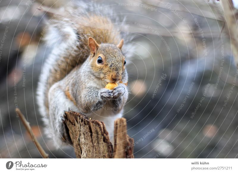 Squirrel at lunch Nuss Ernährung Essen Mittagessen Ausflug Abenteuer Freiheit Park Garten Veterinär Umwelt Natur Landschaft Sommer Winter Baum Wiese Wald Felsen