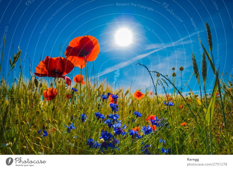 red poppies in a cornfield in the sunshine Umwelt Natur Landschaft Pflanze Himmel Wolkenloser Himmel Sonne Sonnenlicht Sommer Schönes Wetter Gras Blüte