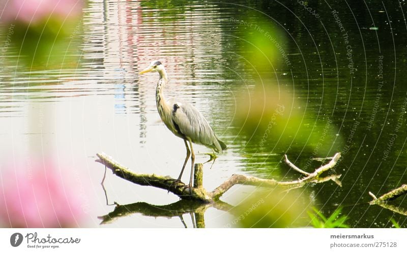 Der Sommer ist da Erholung ruhig Angeln Zoo Natur Wasser Schönes Wetter Pflanze Teich Park Tier Wildtier Kranich 1 beobachten Blick warten ästhetisch frei