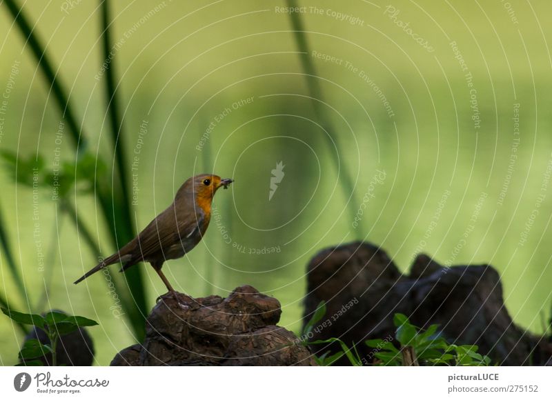 Erithacus rubecula ist satt und glücklich Tier Vogel Fressen warten Glück niedlich braun orange Zufriedenheit Tierliebe Natur Rotkehlchen Seeufer Farbfoto