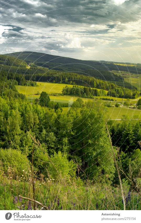 Mühlviertel Umwelt Natur Landschaft Pflanze Luft Himmel Wolken Horizont Sommer Wetter Schönes Wetter Baum Gras Sträucher Wiese Wald Hügel blau grau grün