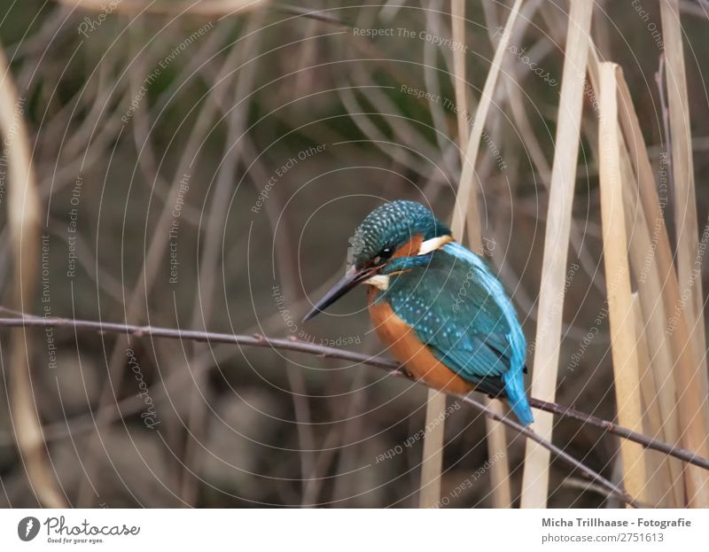 Eisvogel im Schilf Natur Tier Sonnenlicht Schönes Wetter Schilfrohr Flussufer Wildtier Vogel Tiergesicht Flügel Krallen Schnabel Feder Auge Eisvögel 1