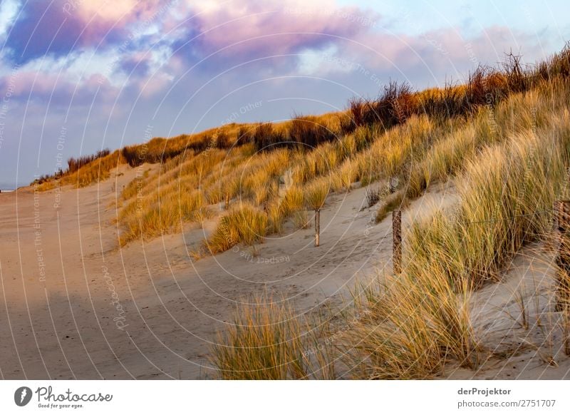 Düne auf Langeoog Ferien & Urlaub & Reisen Ausflug Abenteuer Ferne Freiheit wandern Umwelt Natur Landschaft Pflanze Tier Winter Schönes Wetter Hügel Küste