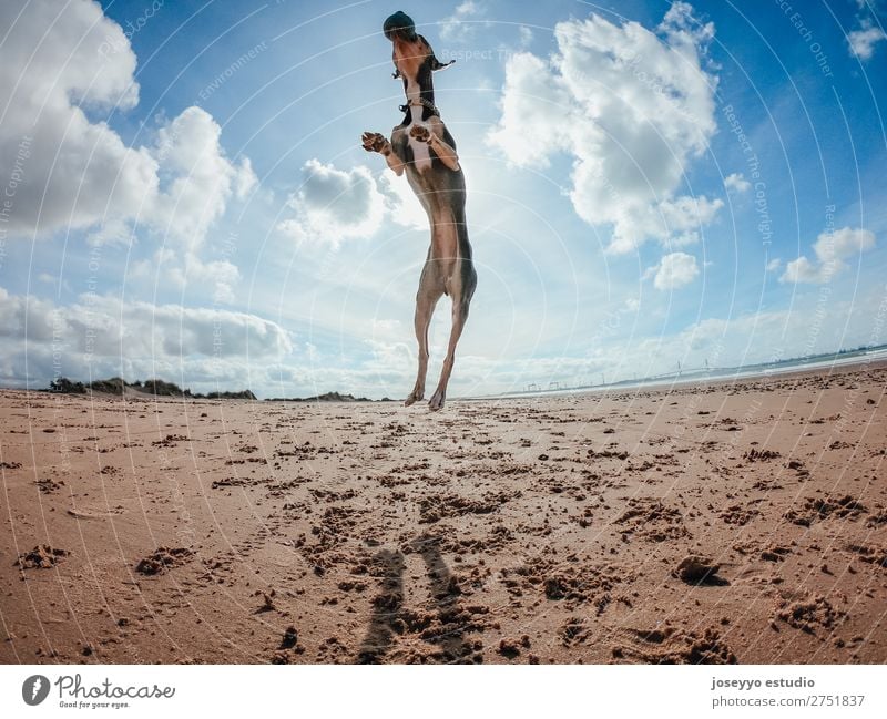 Mini Pincher Hund am Strand spielend. Freude Glück schön Spielen Sommer Meer Freundschaft Natur Tier Sand Haustier springen dünn lustig grau Aktion sportlich