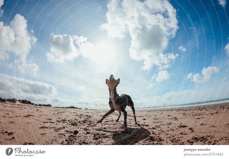 Mini Pincher Hund wartet auf das Spiel mit dem Ball am Strand. Glück schön Sommer Freundschaft Natur Tier Sand Küste Haustier springen dünn lustig grau Aktion