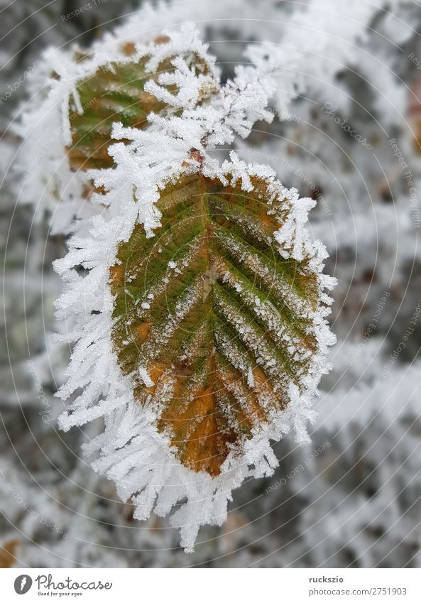 Hoarfrost; Bookblaet, beech Winter Blatt kalt Raureif Buchenblatt Winterimpression Reif bereift bereifte Eindruck Eis Leaves Sheet Winter imprint Frosted