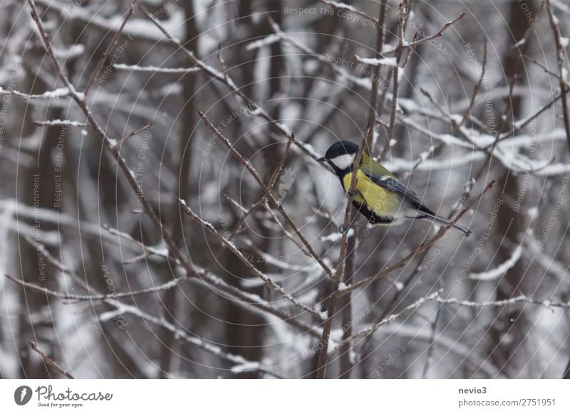 Kohlmeise in der Hecke Natur Tier Wildtier Vogel 1 klein Neugier niedlich wild gelb Meisen mehrfarbig frei Kontrast Winter Winterwald Ast Schnee Schneefall