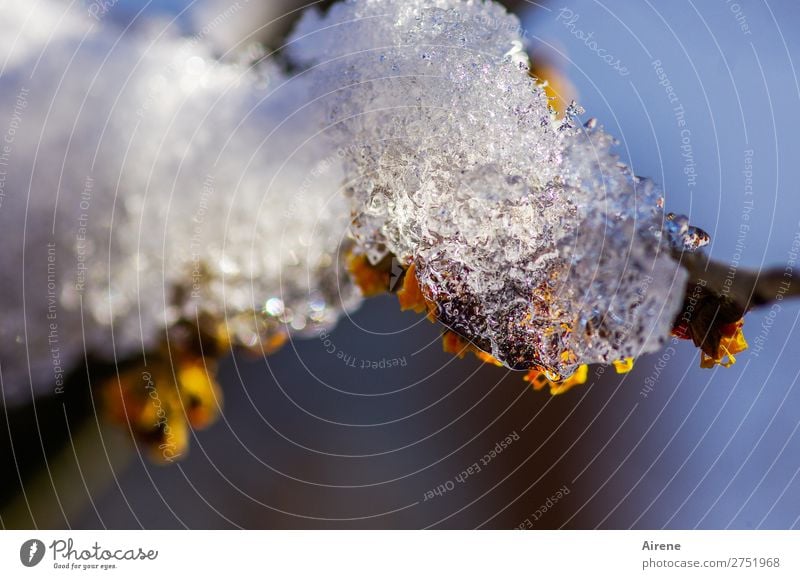 Frühblüher haben's nicht leicht Himmel Winter Schönes Wetter Eis Frost Schnee Hamamelis Zaubernussblüte Eiskristall frieren kalt natürlich blau gelb weiß